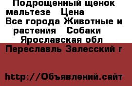 Подрощенный щенок мальтезе › Цена ­ 15 000 - Все города Животные и растения » Собаки   . Ярославская обл.,Переславль-Залесский г.